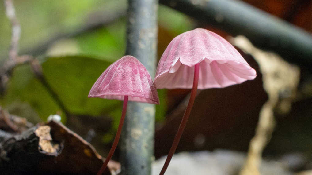 ハナオチバタケ ハナオチバタケ