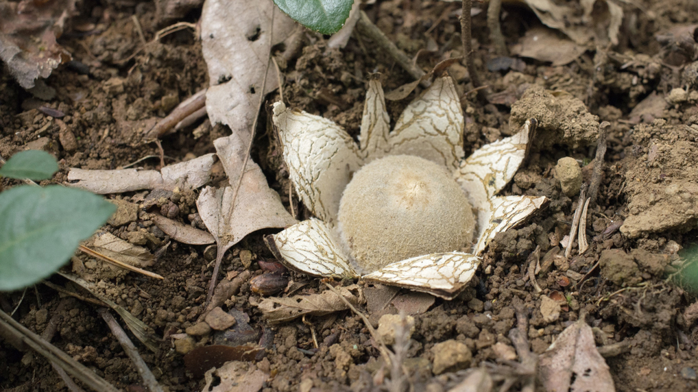 ツチグリ ツチグリ