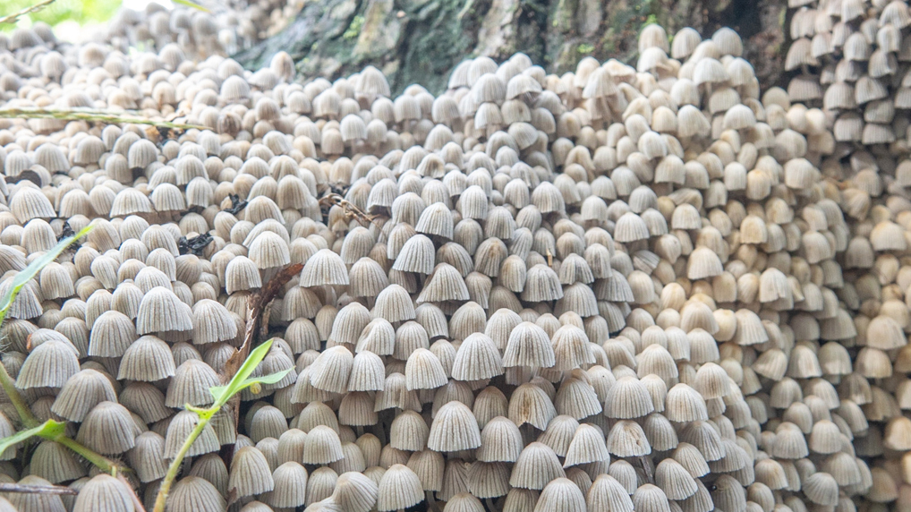 イヌセンボンタケ イヌセンボンタケ