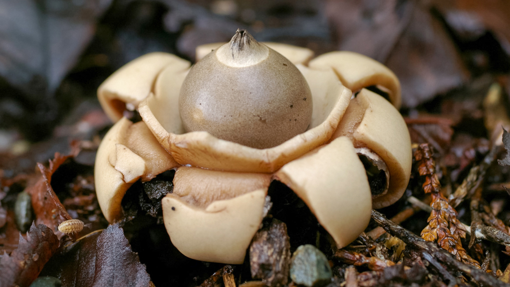 エリマキツチグリ エリマキツチグリ