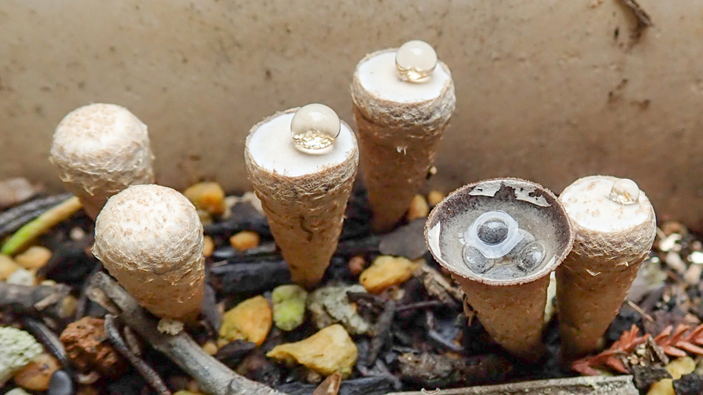 ハタケチャダイゴケ