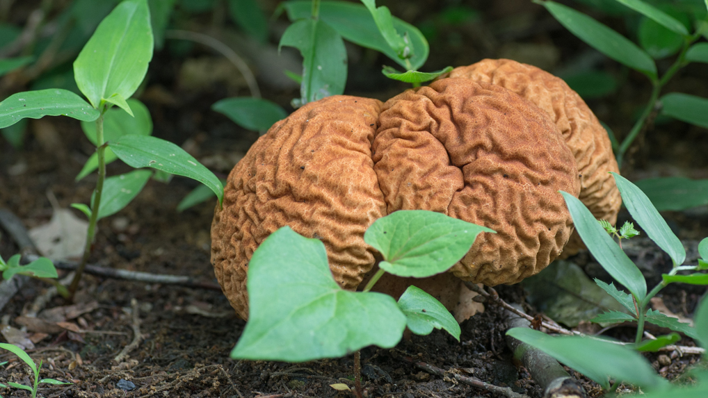 ノウタケ ノウタケ