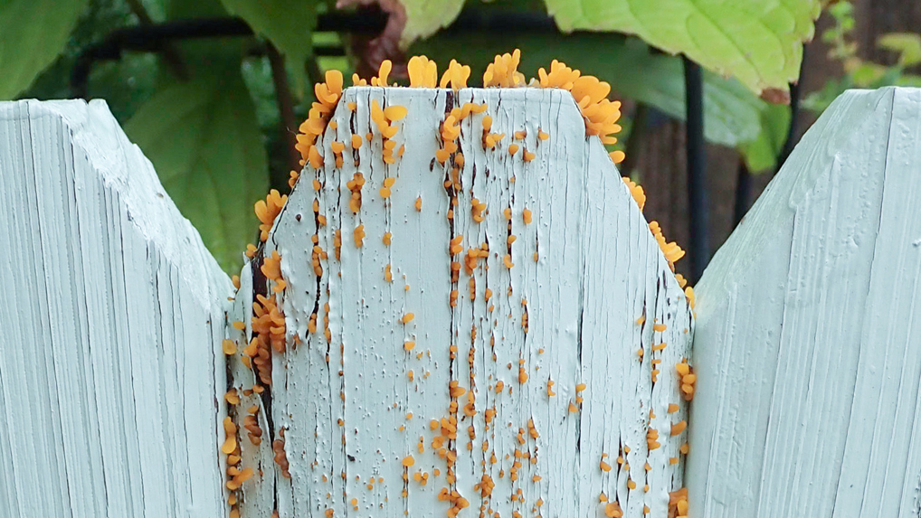 ツノマタタケ ツノマタタケ