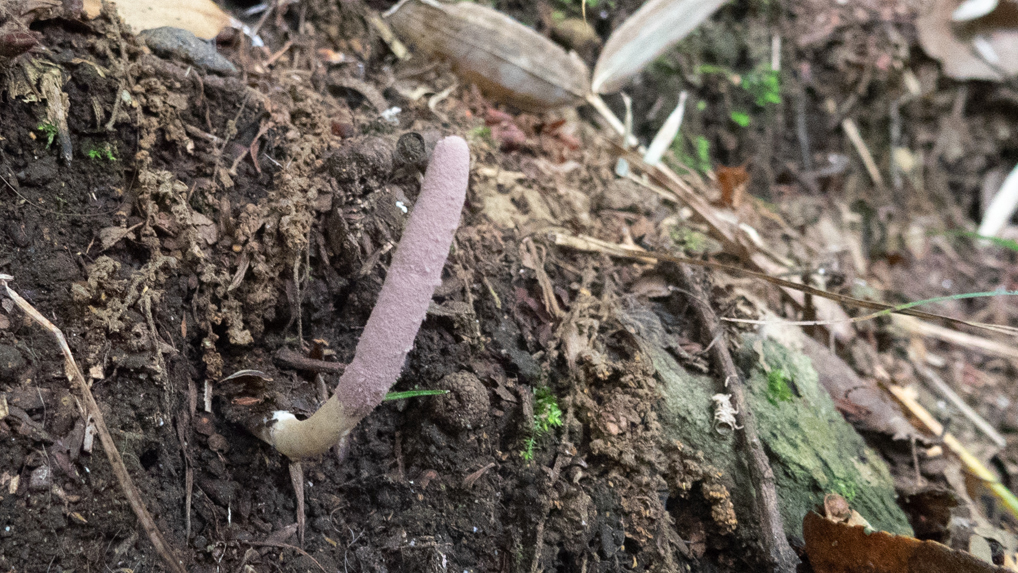 クモタケ クモタケ