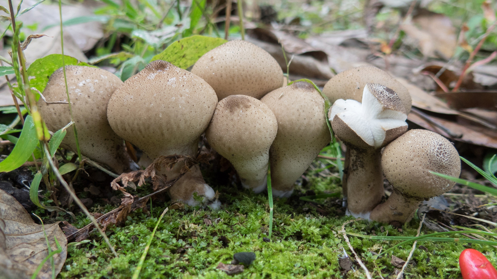 ホコリタケ ホコリタケ