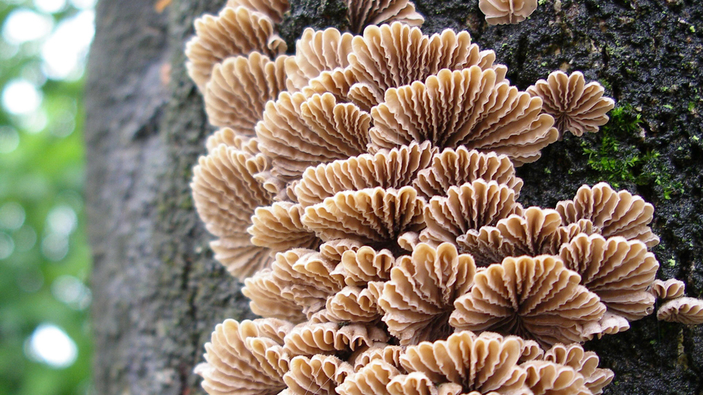 スエヒロタケ スエヒロタケ