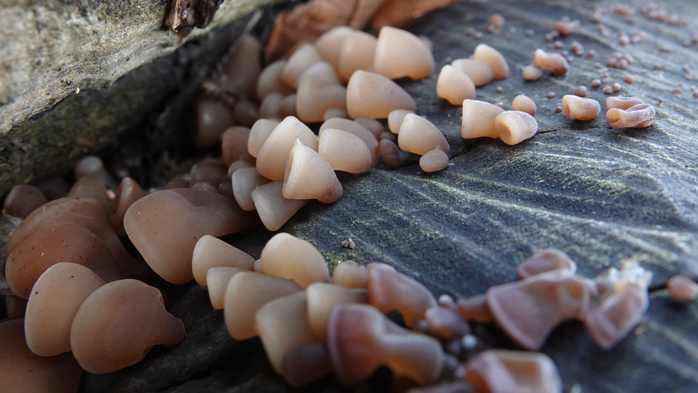 キクラゲ キクラゲ