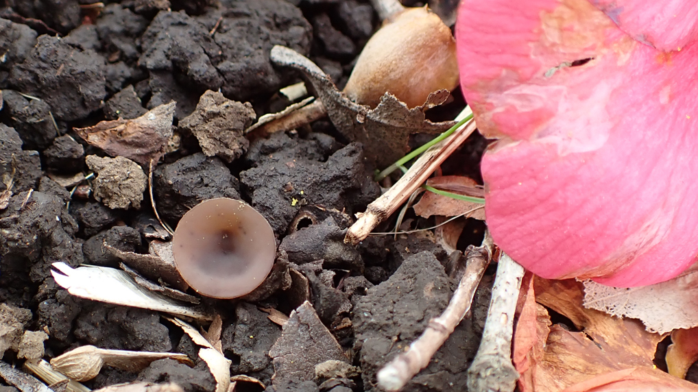 ツバキキンカクチャワンタケ