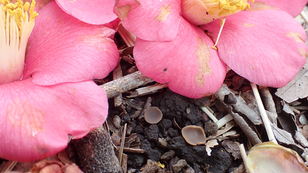 ツバキキンカクチャワンタケ