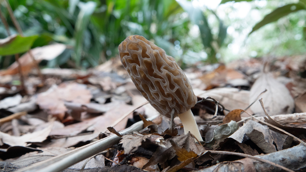 トガリアミガサタケ トガリアミガサタケ