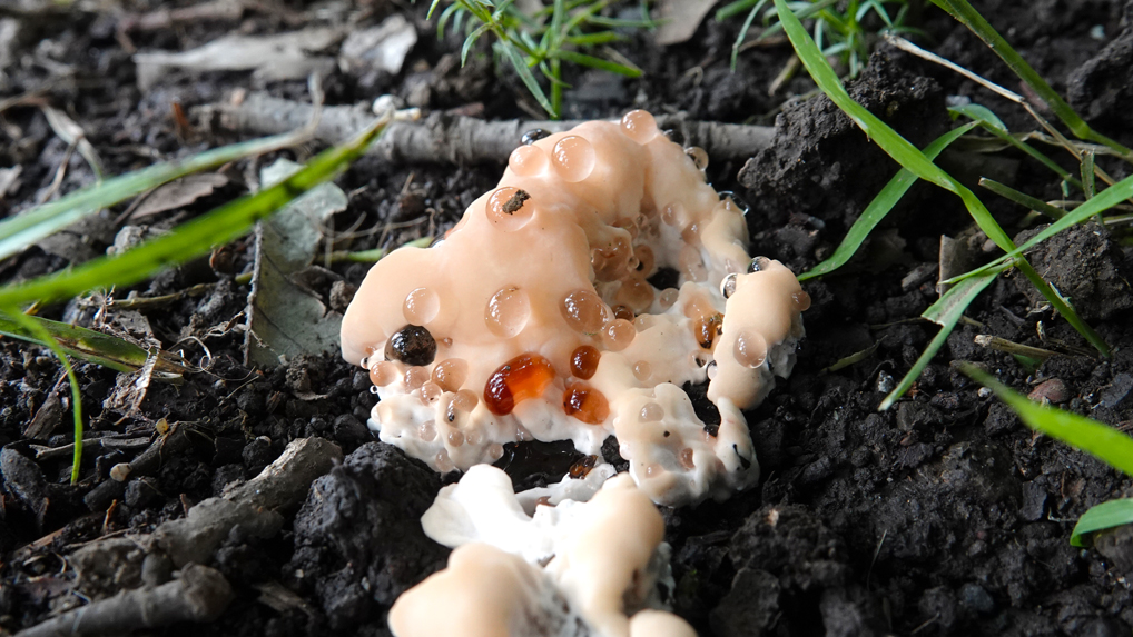 未同定（硬質菌）