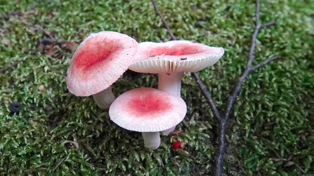 ニオイコベニタケ ニオイコベニタケ