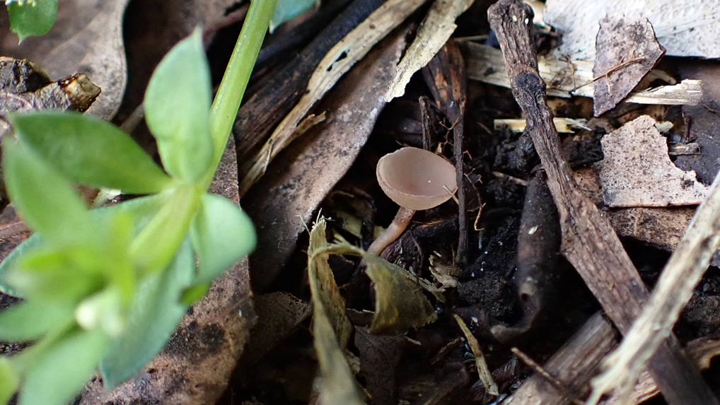 モクレンキンカクチャワンタケ（仮称）