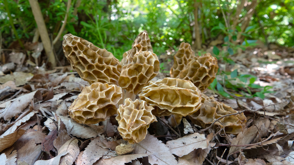 アミガサタケ アミガサタケ