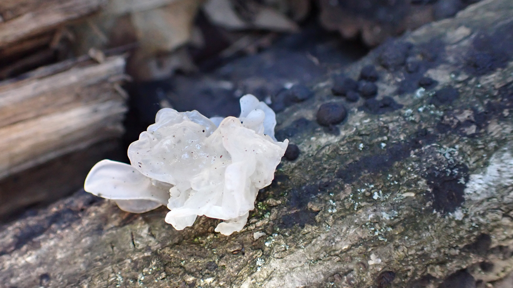 シロキクラゲ シロキクラゲ