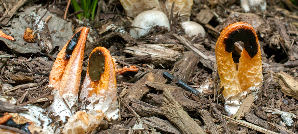 (流体力学的)きのこの第9仮説 (流体力学的)きのこの第9仮説