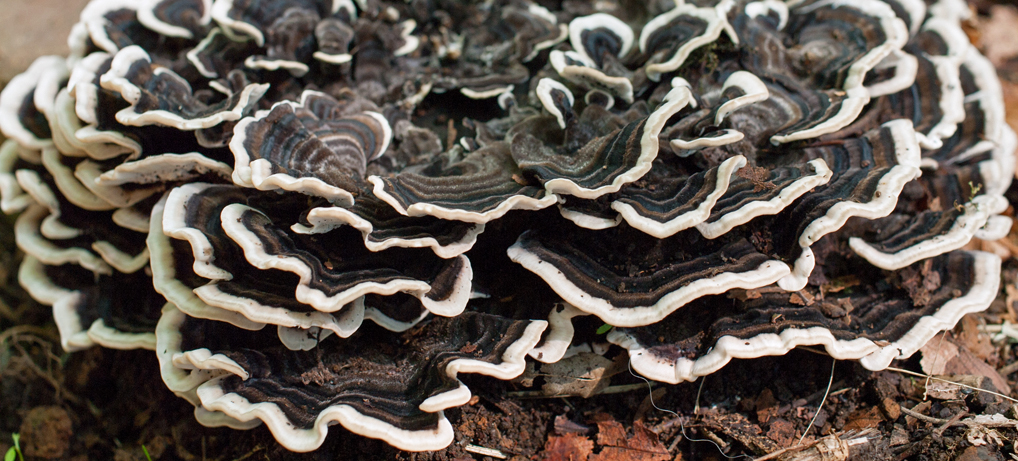 (流体力学的)きのこの第6仮説(補) (流体力学的)きのこの第6仮説(補)