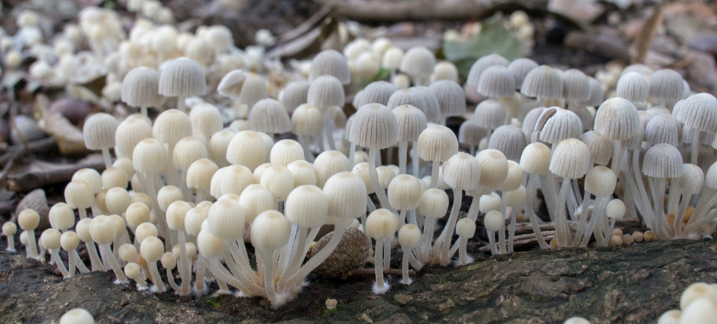 (流体力学的)きのこの第5仮説 (流体力学的)きのこの第5仮説