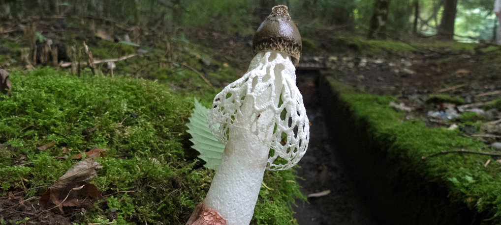 (流体力学的)きのこの第8仮説 (流体力学的)きのこの第8仮説