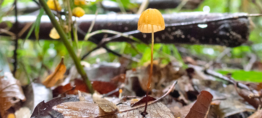 (流体力学的)きのこの第7仮説 (流体力学的)きのこの第7仮説