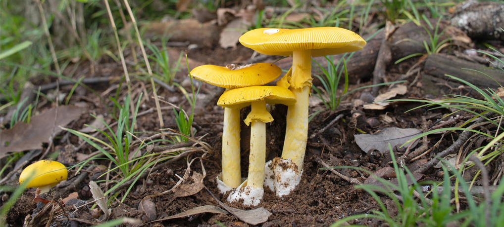 (流体力学的)きのこの仮説 終章 (流体力学的)きのこの仮説 終章