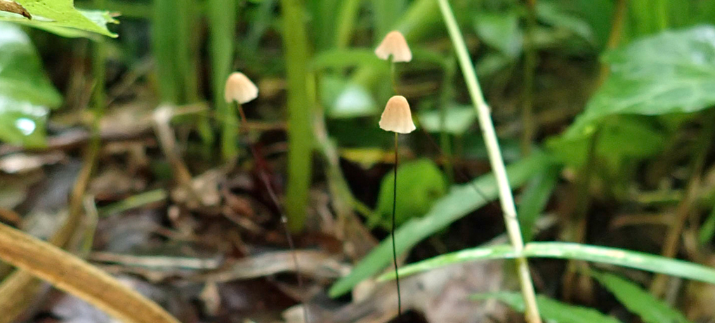 (流体力学的)きのこの第4仮説(補) (流体力学的)きのこの第4仮説(補)