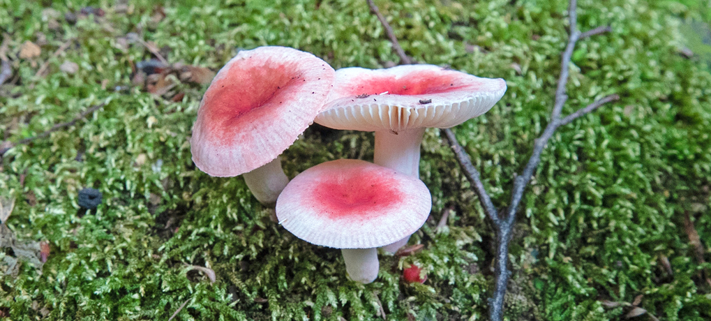 (流体力学的)きのこの第6仮説 (流体力学的)きのこの第6仮説