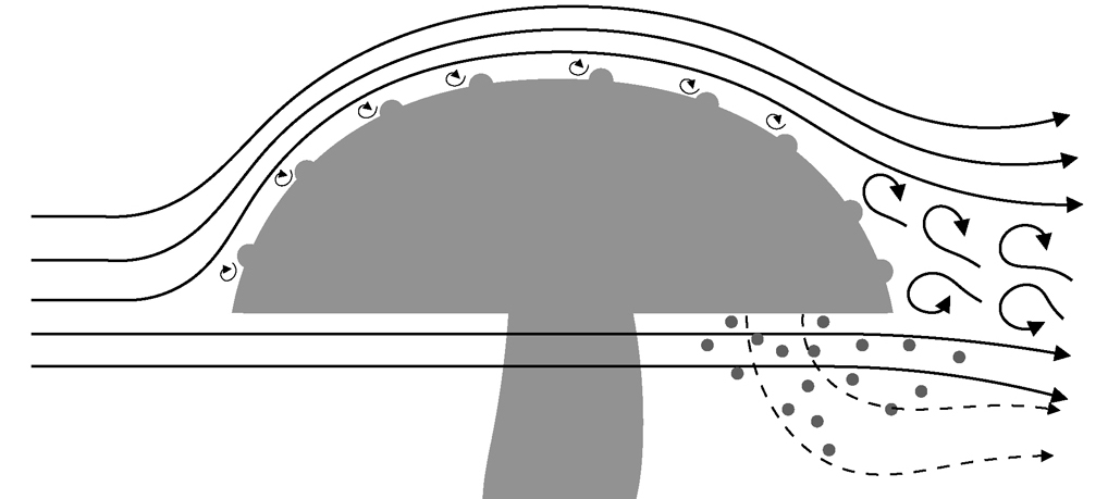 (流体力学的)きのこの第3仮説 (流体力学的)きのこの第3仮説