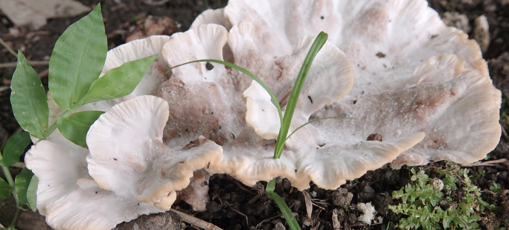 硬質菌の突き抜け物件考 硬質菌の突き抜け物件考